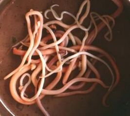 Parasit usus