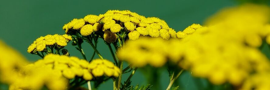 Tansy terhadap cacing