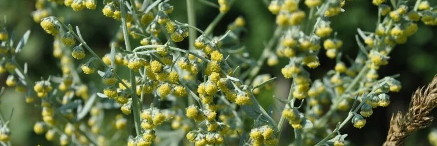 Wormwood melawan cacing