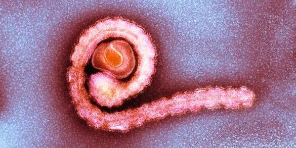 Cacing pita kerdil di tubuh manusia