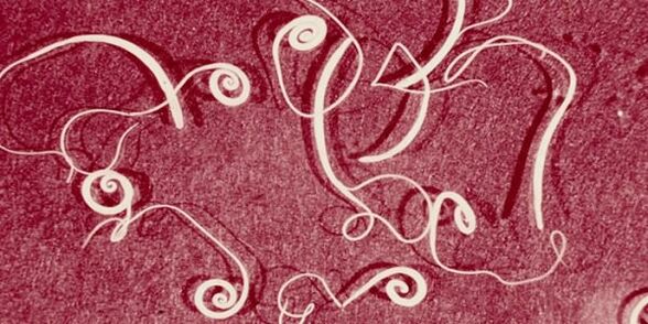 Foto parasit manusia